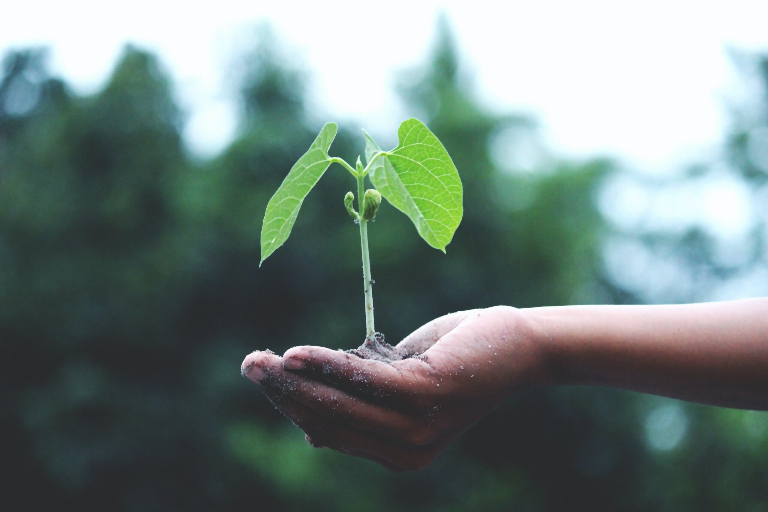 hand holding small green plant with dirt represents the growth of learning life skills for women on the becoming traditional journey